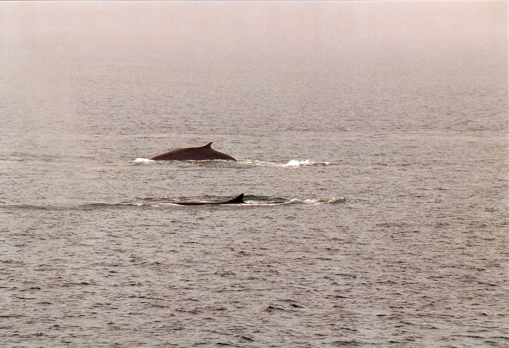 03 -Tadoussac (11).jpg